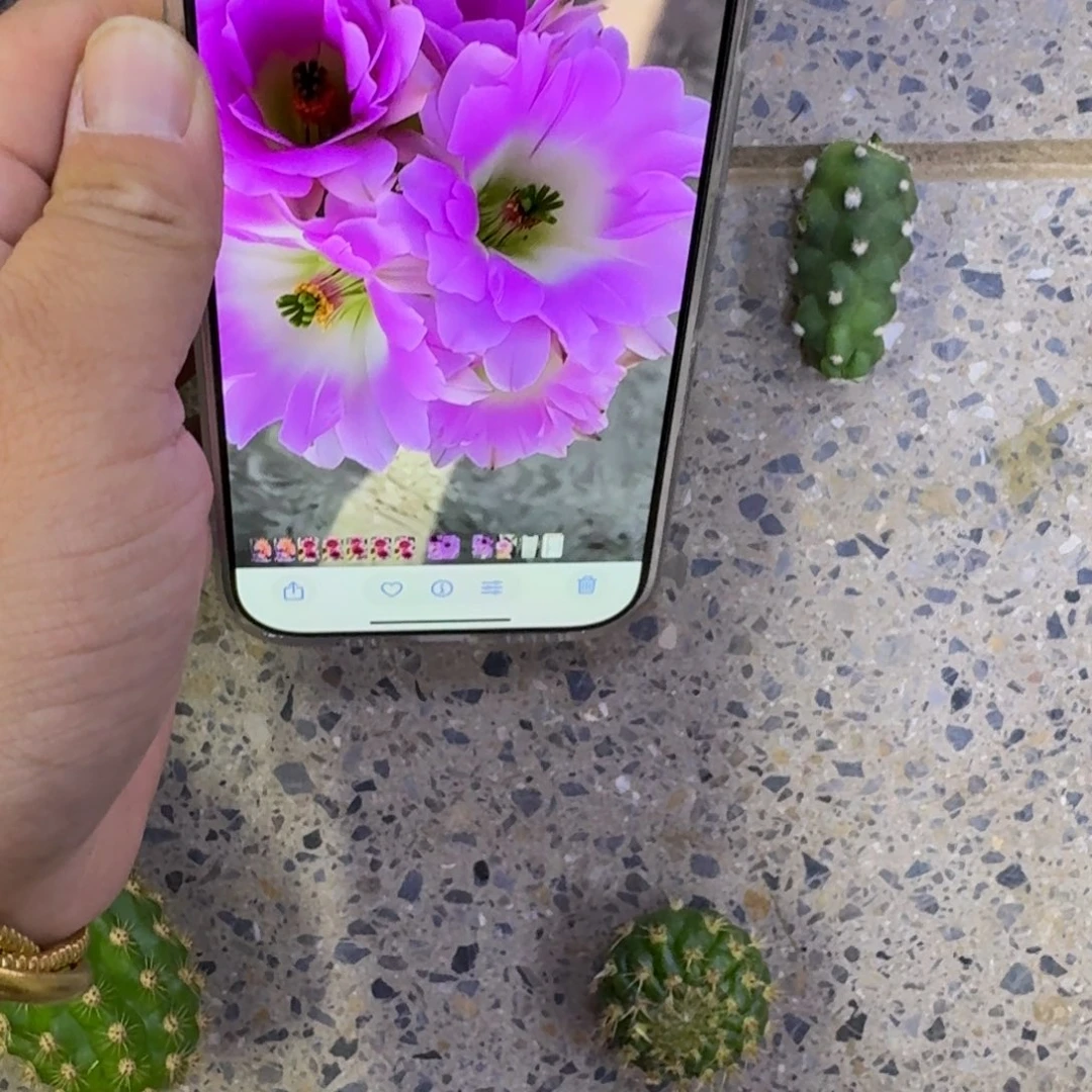 246粉白水仙无根侧牙小一个，20包邮