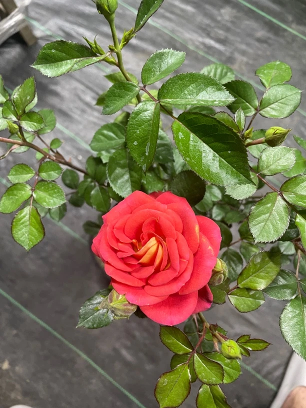 浓香型大花月季大花苞