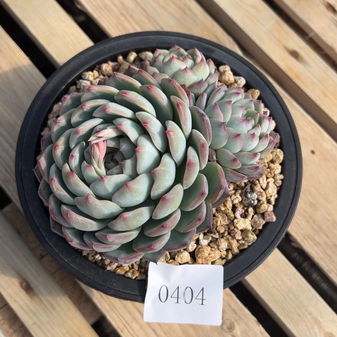 辣***情0404多肉多多多多多多