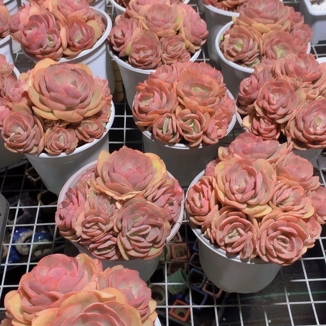 手捧秀妍24578899999