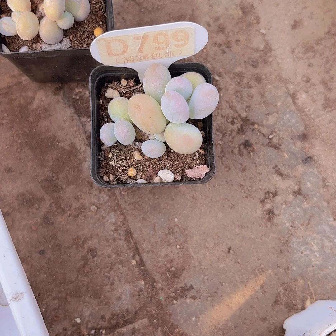 D799水光针一物一拍