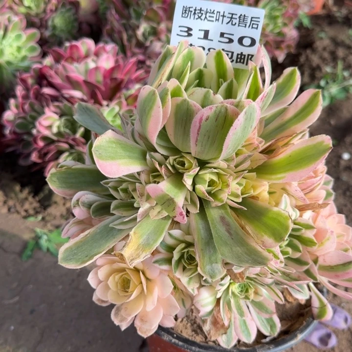 小**?3150一号棚辛尼亚L