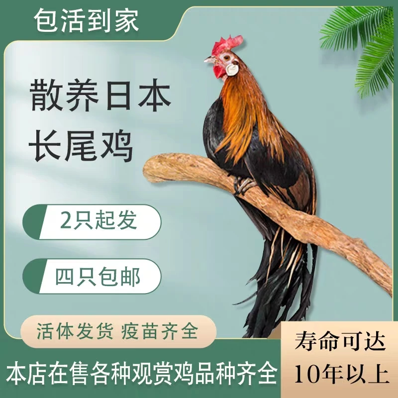 长尾茶花鸡观赏宠物鸡