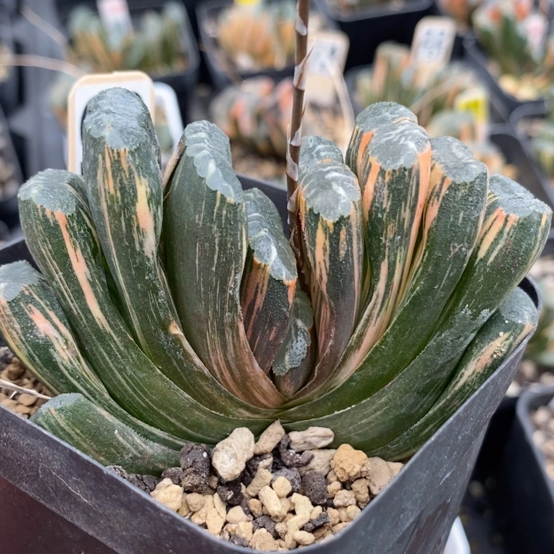 69赤斑玉扇锦一物一拍