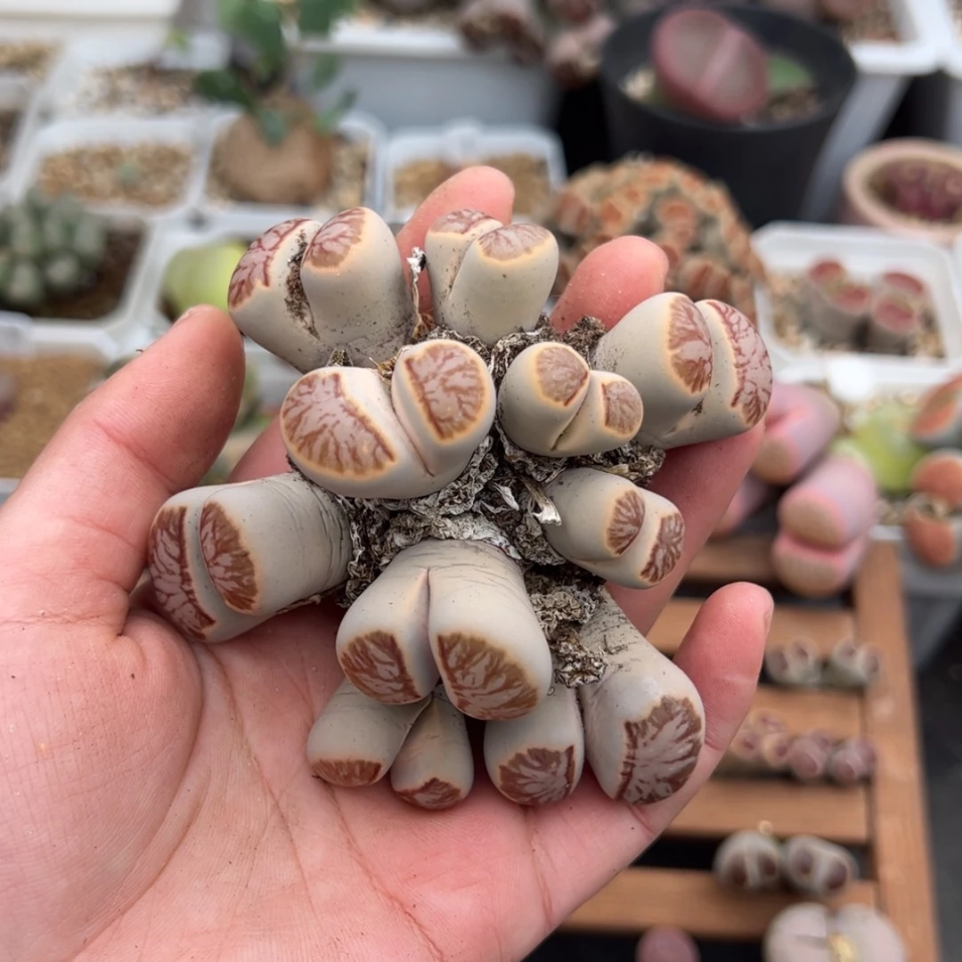 幸***会0404号菊 多肉植物