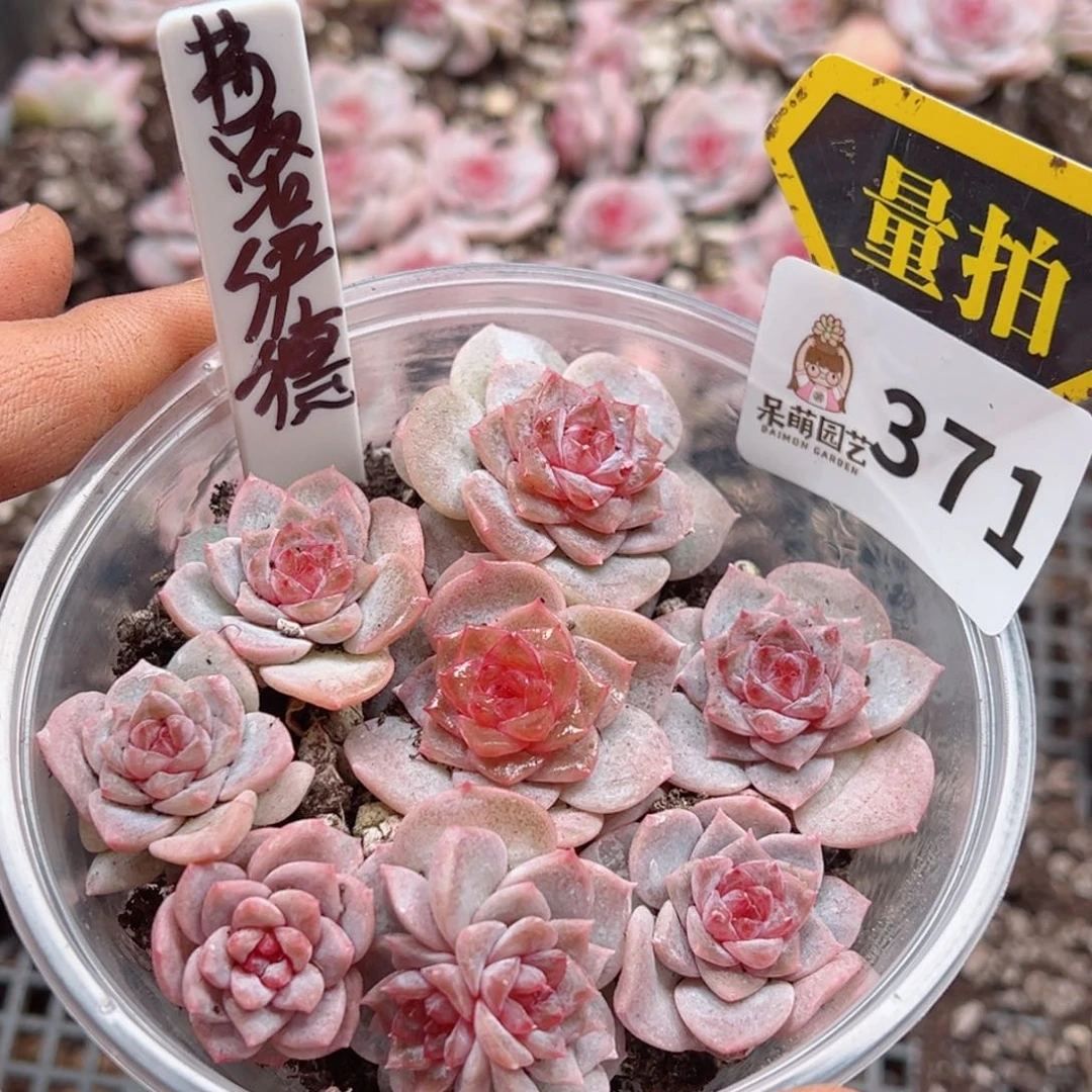 多肉植物多肉植物