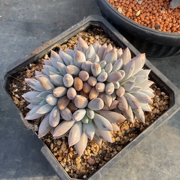 【闪购商品】红胖缀