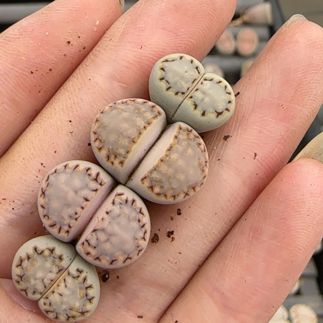 10.3辛然园艺c217饼干2118