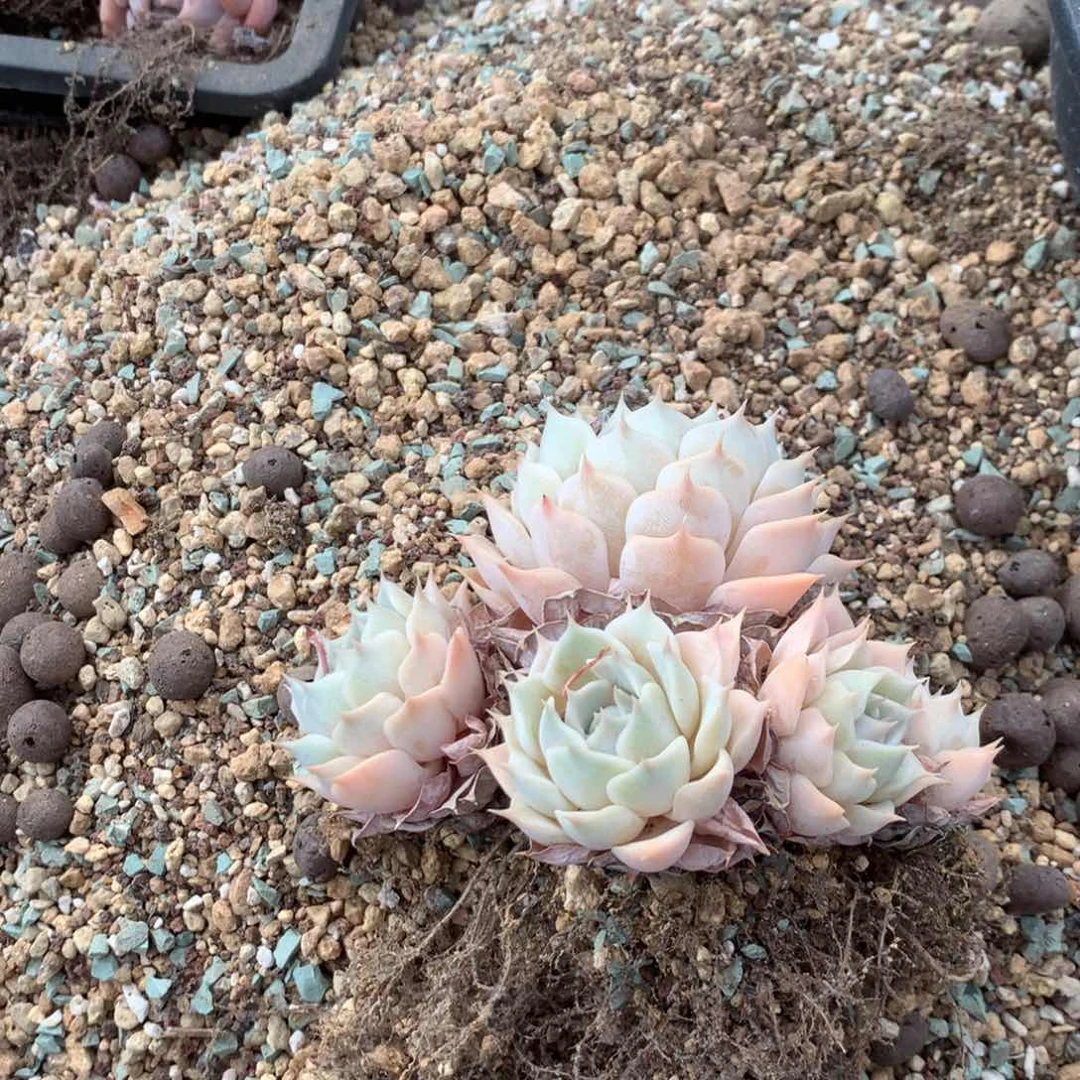 锋***中通包裹了放前台就没放我