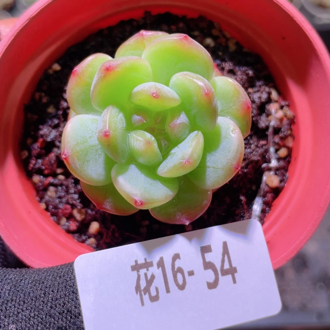 花利美16-54新品