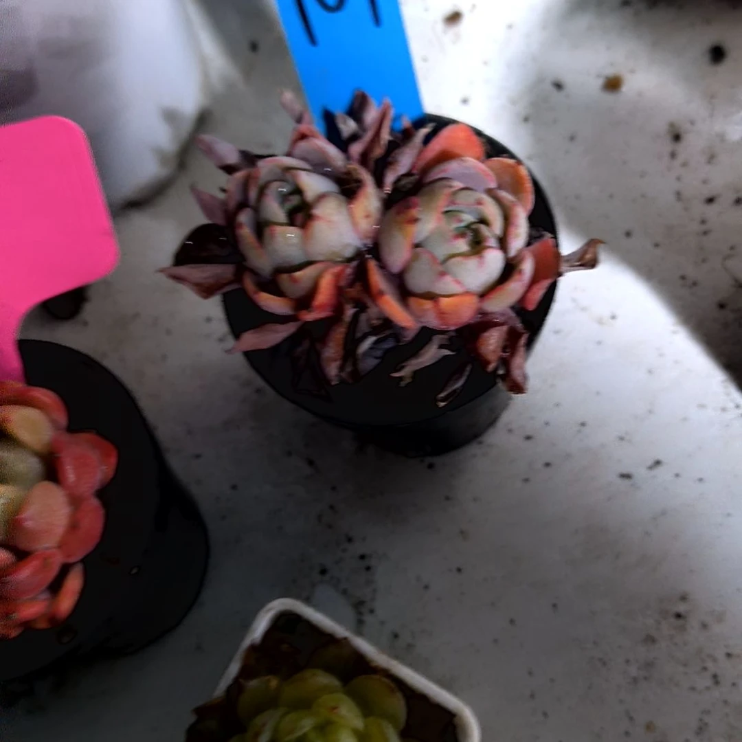 满6元包邮，赫拉2/3头