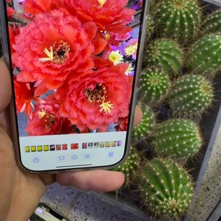 229毛荣耀自花歪无根侧牙4公分左右，20包邮