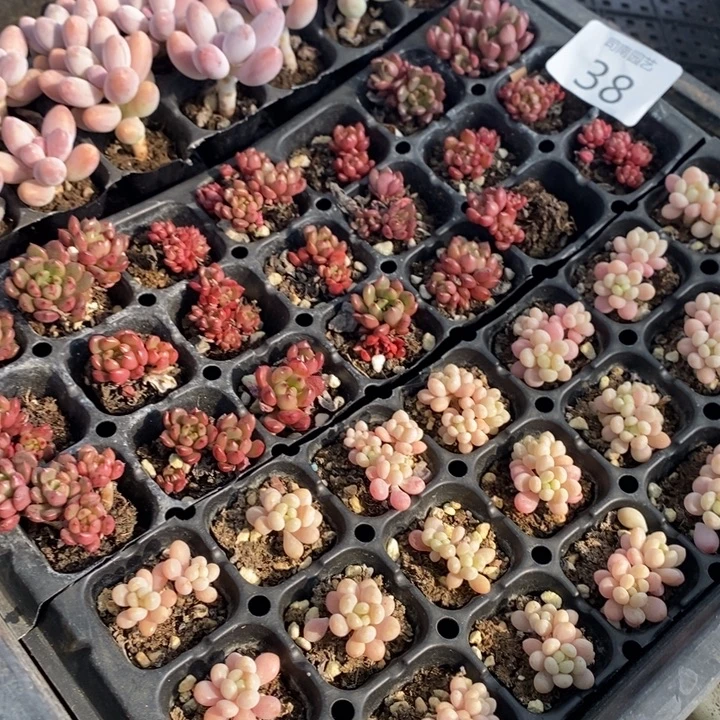 38 多肉植物盆栽花卉