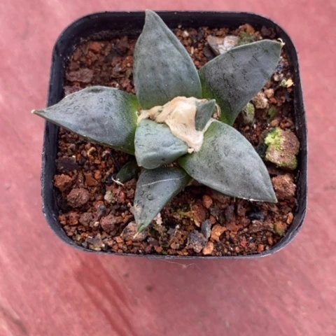 实生牡丹5仙人球