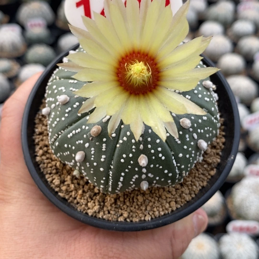 1499花园基因福利