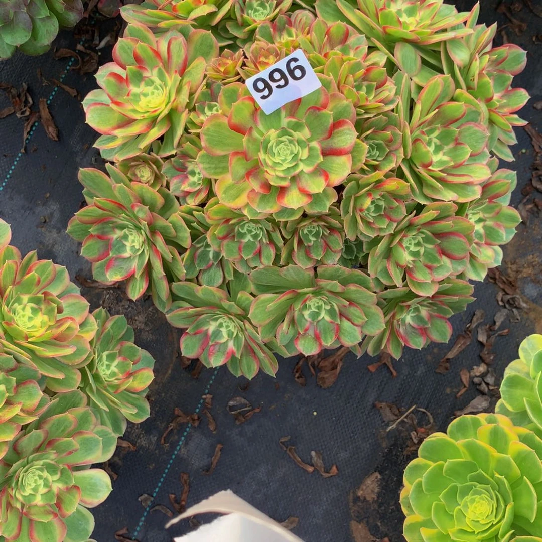 z***v法师多肉植物996法师
