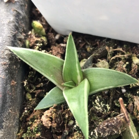 丸叶芦荟多肉植物