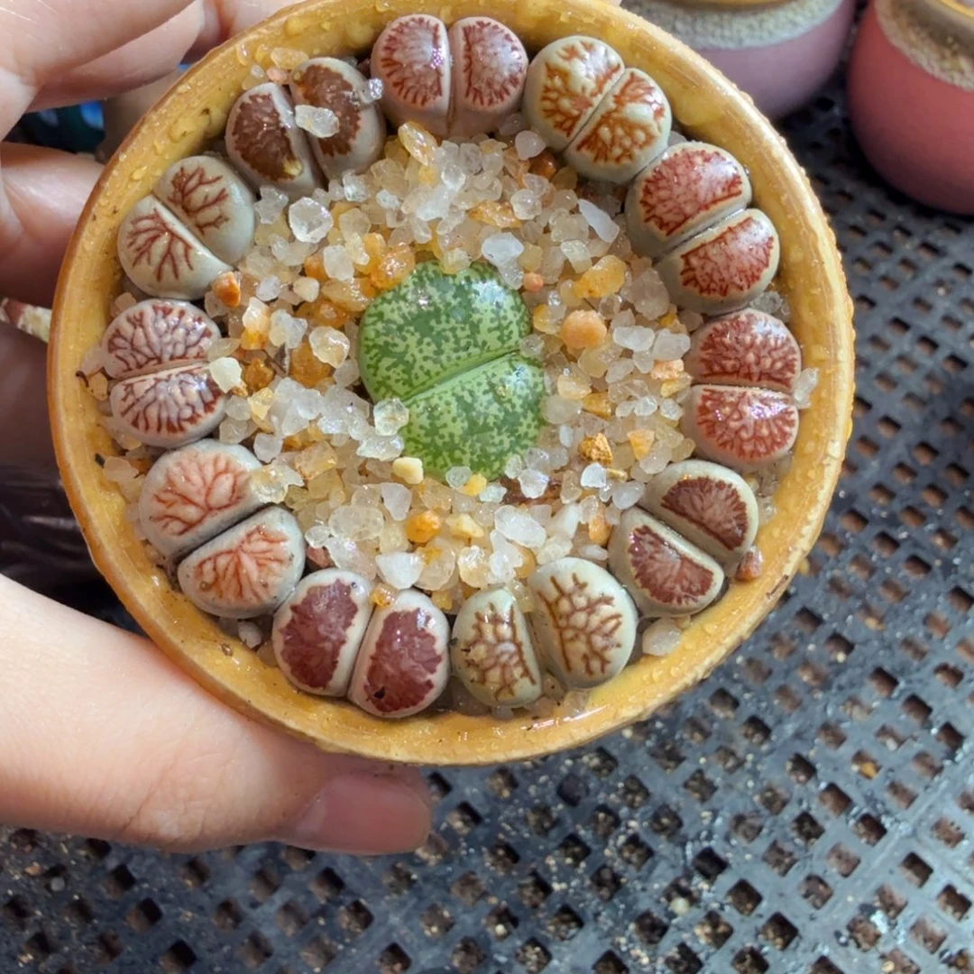 多肉植物的生长发育和生长785