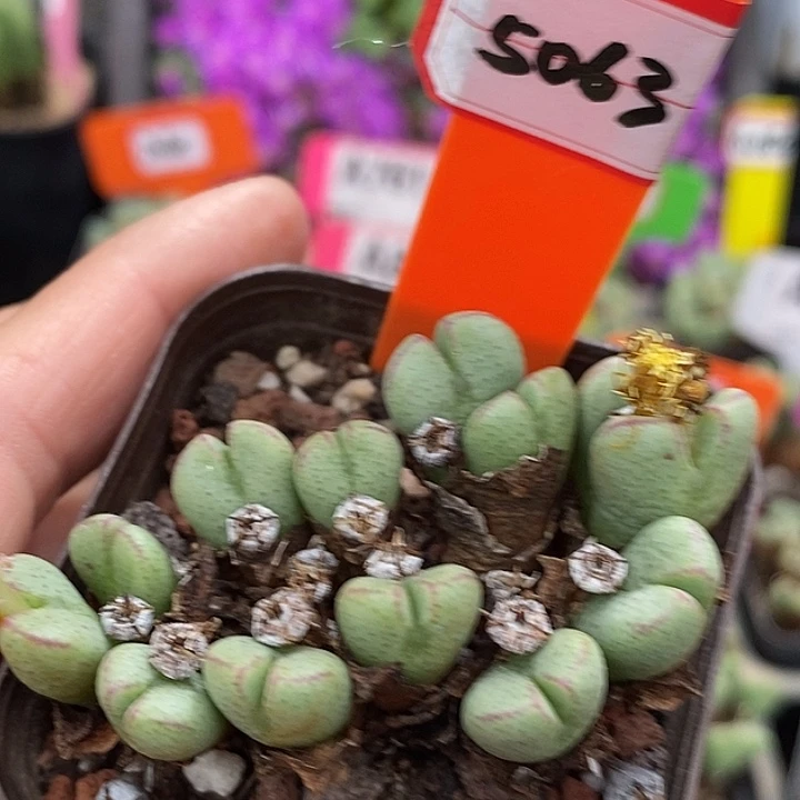 摸摸摸摸摸摸摸5063