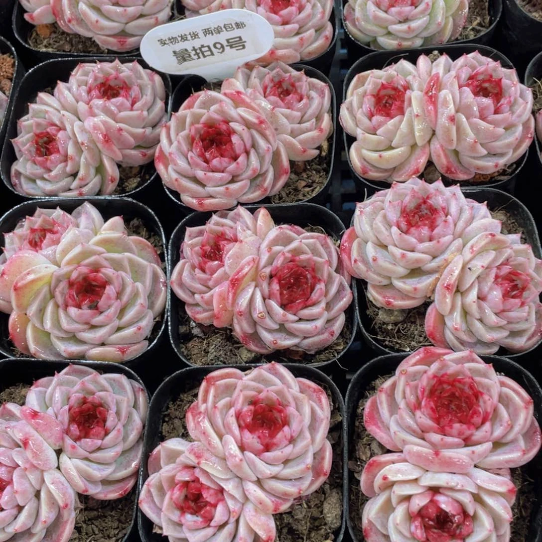 量拍9号 全状态天鹅绒双头起一个