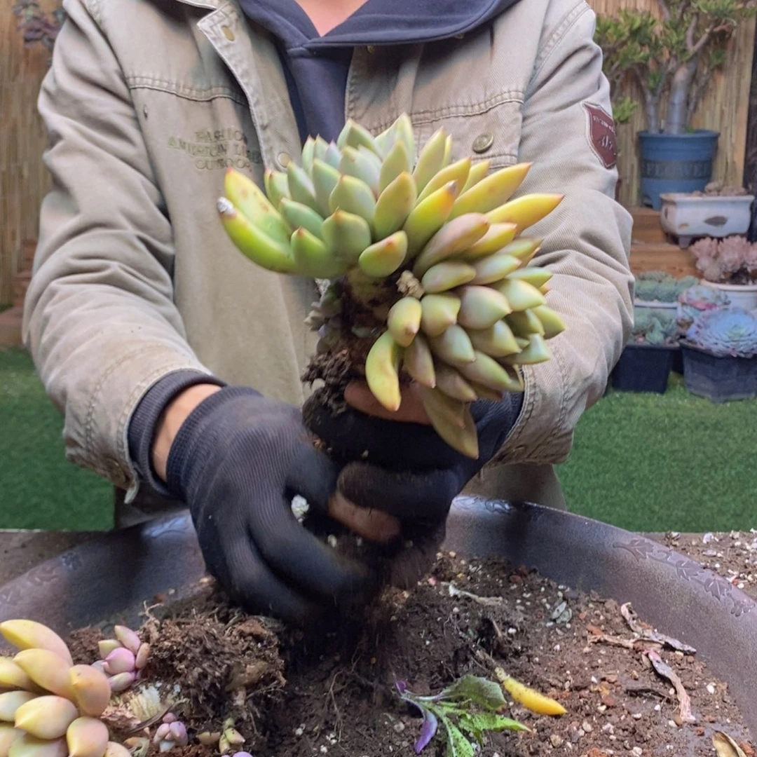 心*F101号象牙多肉