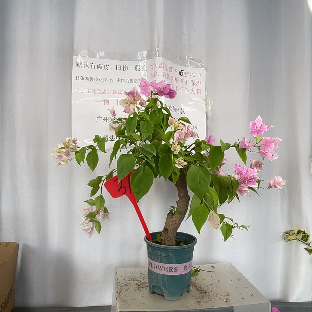 当前无花栽培后可以开花31广红樱桩