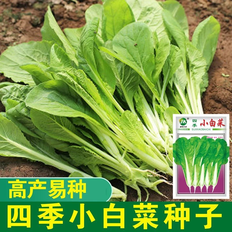 四季小白菜种籽四季小白菜种子速生蔬菜种子早熟阳台盆栽易种菜籽