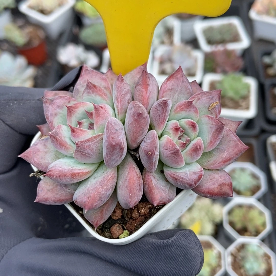 711钻石卡多肉植物多