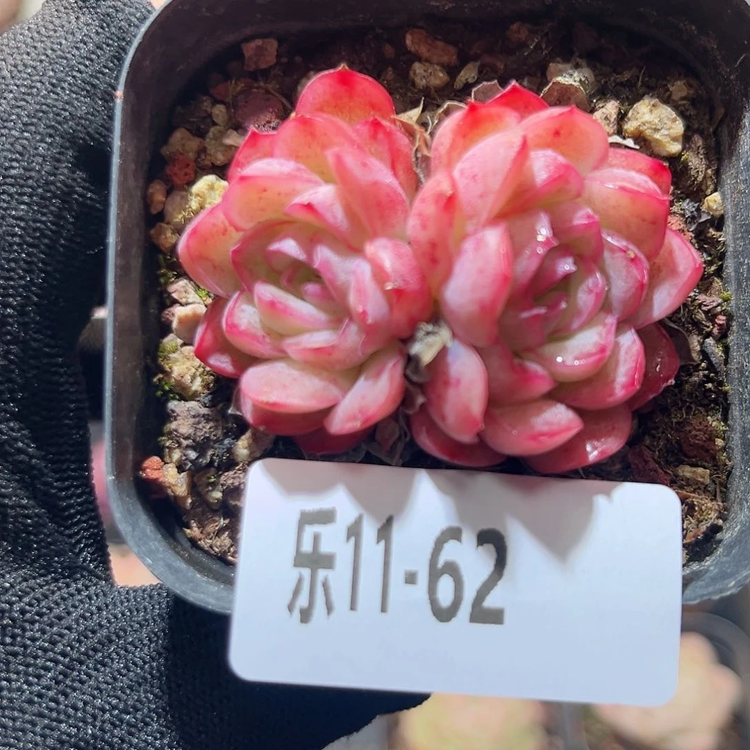 乐11-62 冰花双头