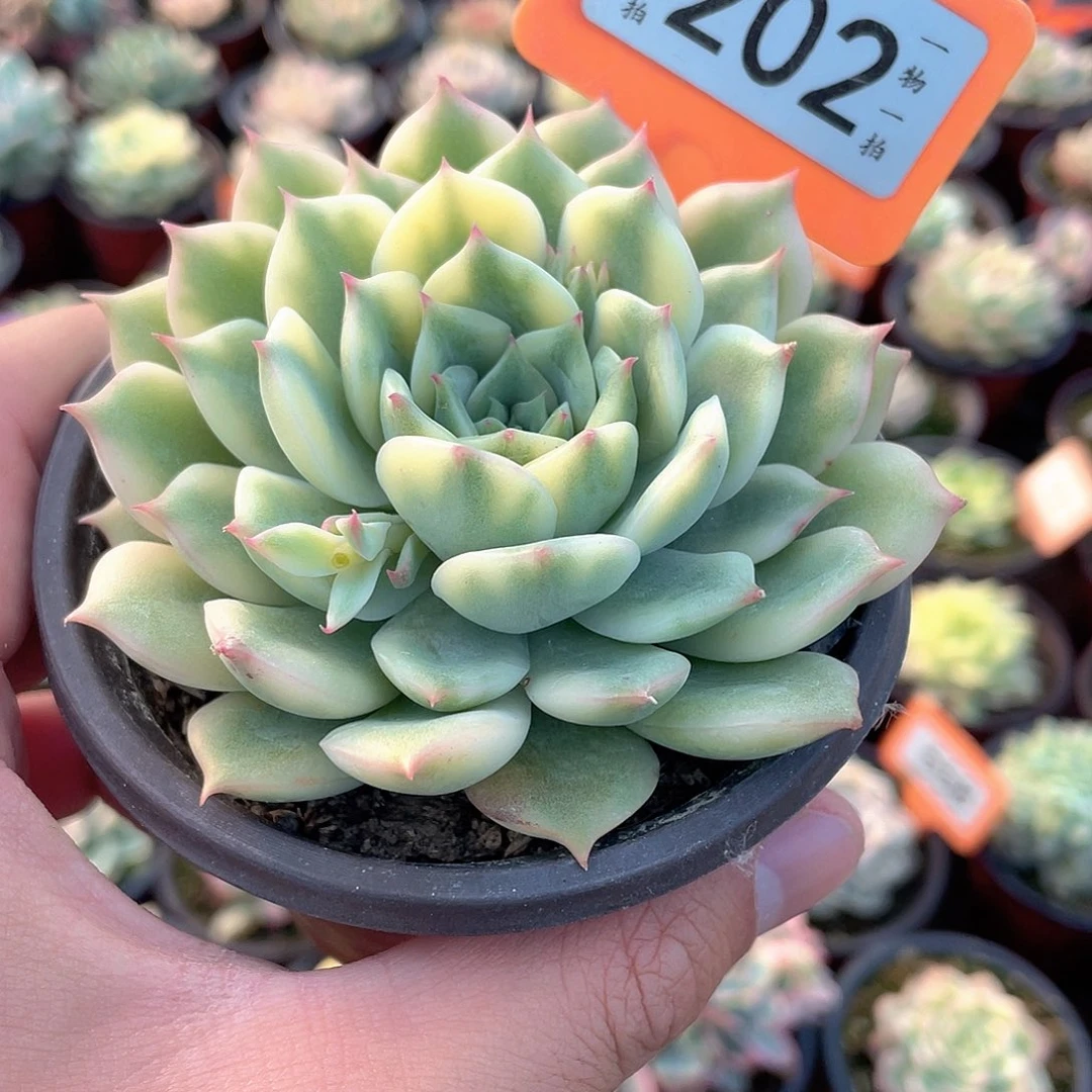 艾丽卡锦202号多肉