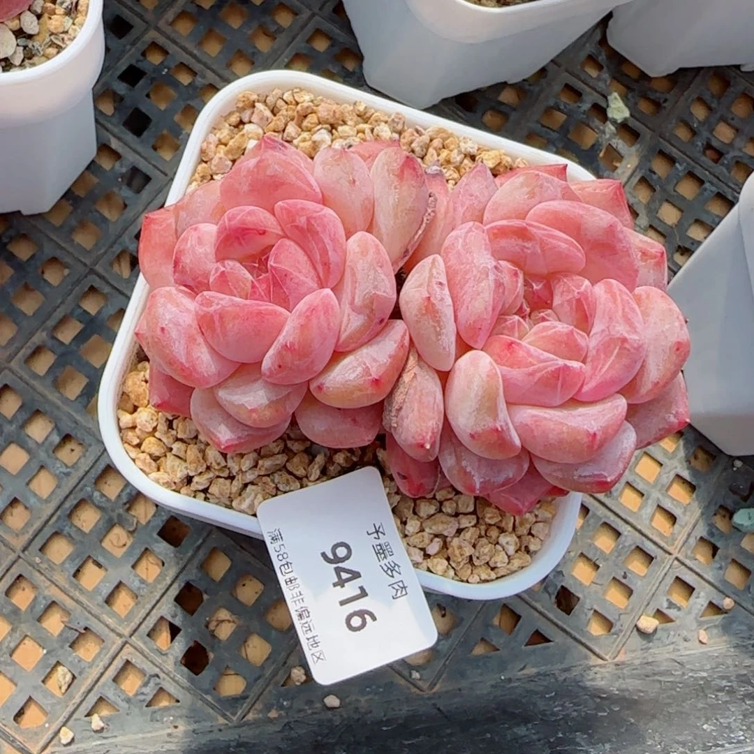 荔枝冻，9416多肉