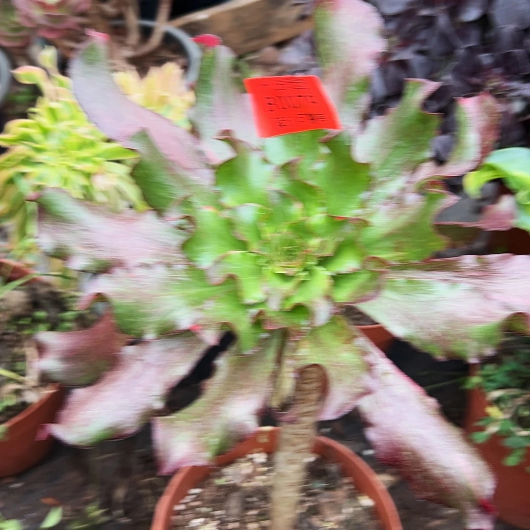 0079多肉植物七彩