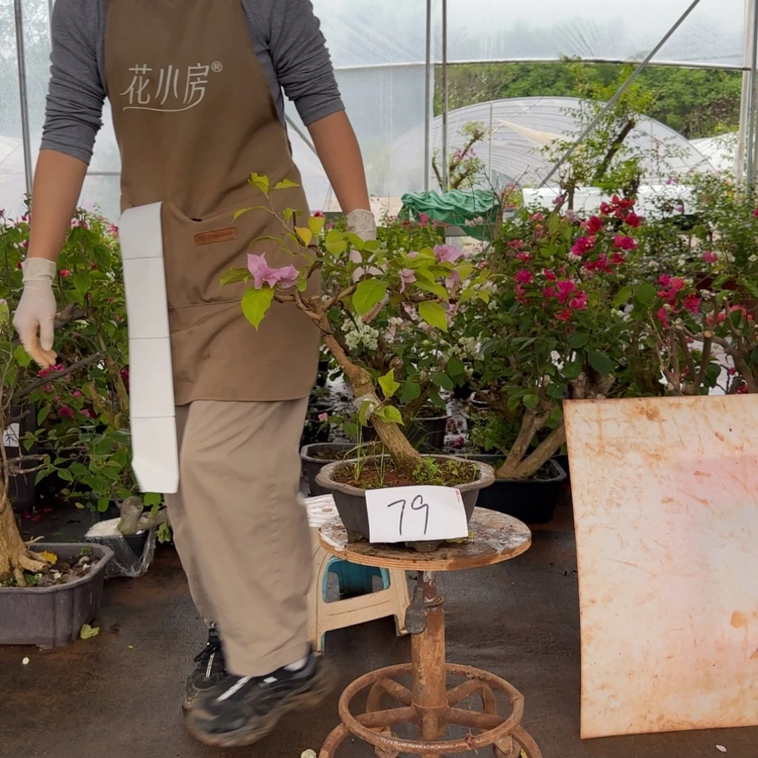 大部分花苞少量开放金夫人 79