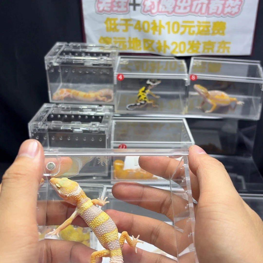 豹纹守宫川普白黄带蜡笔
