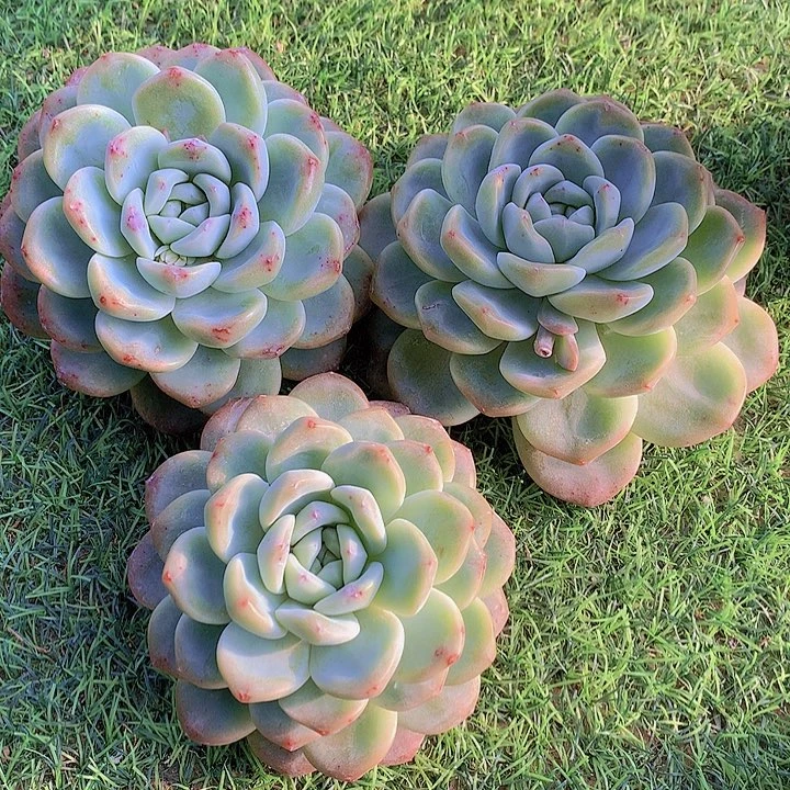 一物一拍，福利大大大粗腿单头3颗