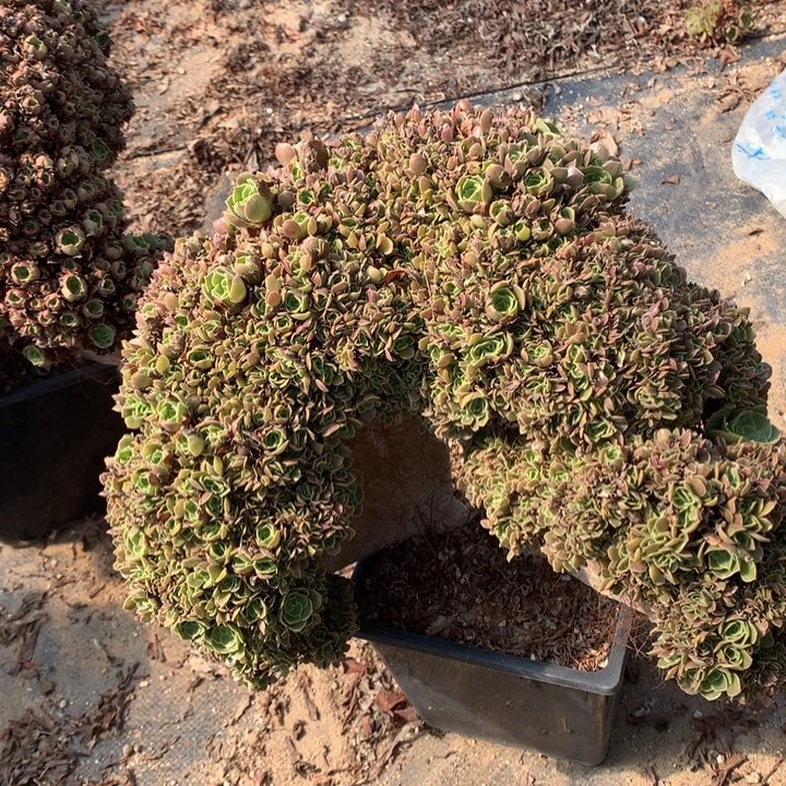 玫瑰朵朵脱土发货