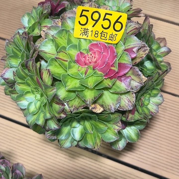 956 知否多肉法师锦