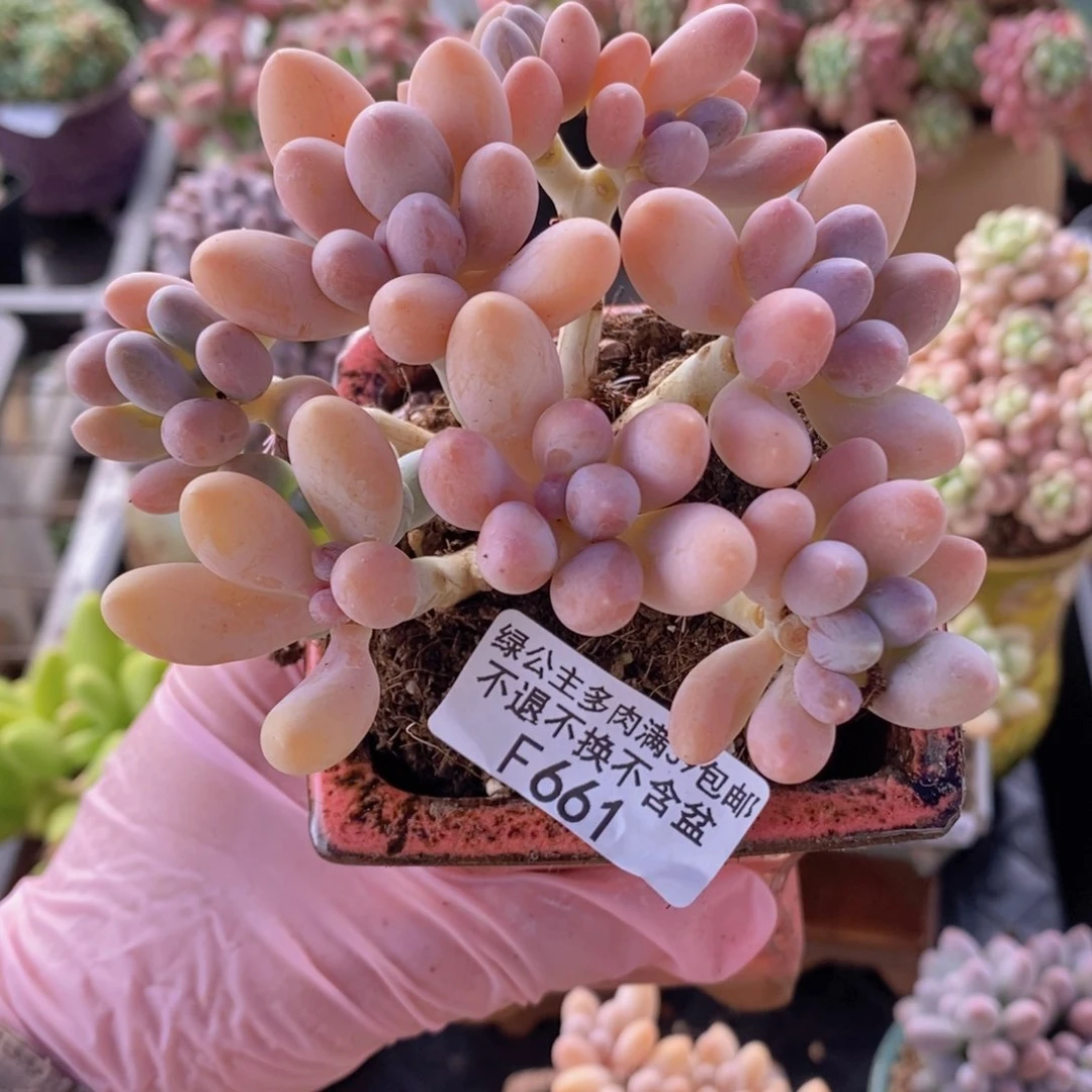 香水手指奶老桩9cm661多肉植物