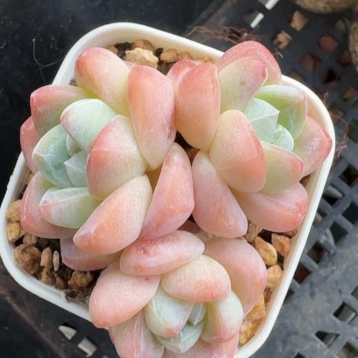 多肉三头群生老桩