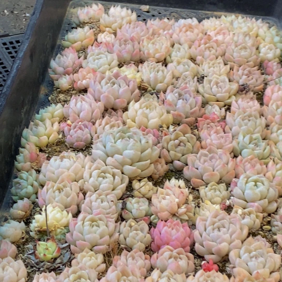 大**女617多肉植物保护研究所所长助理