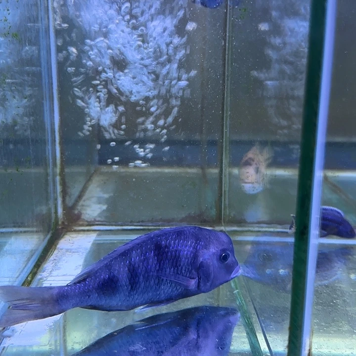 淡***2海水鱼273号1111111