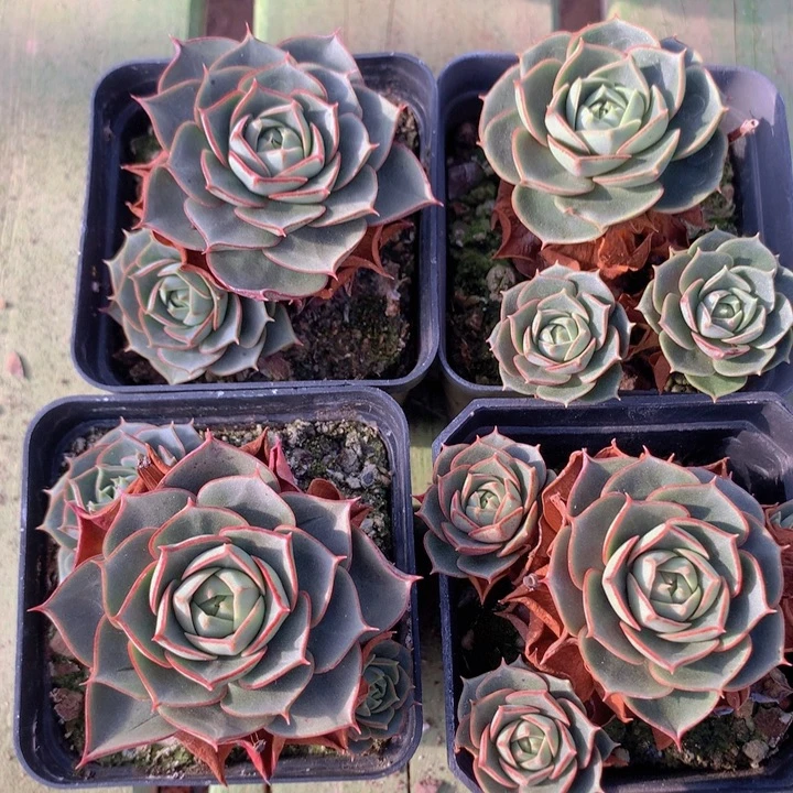 圆叶罗西马群脱土