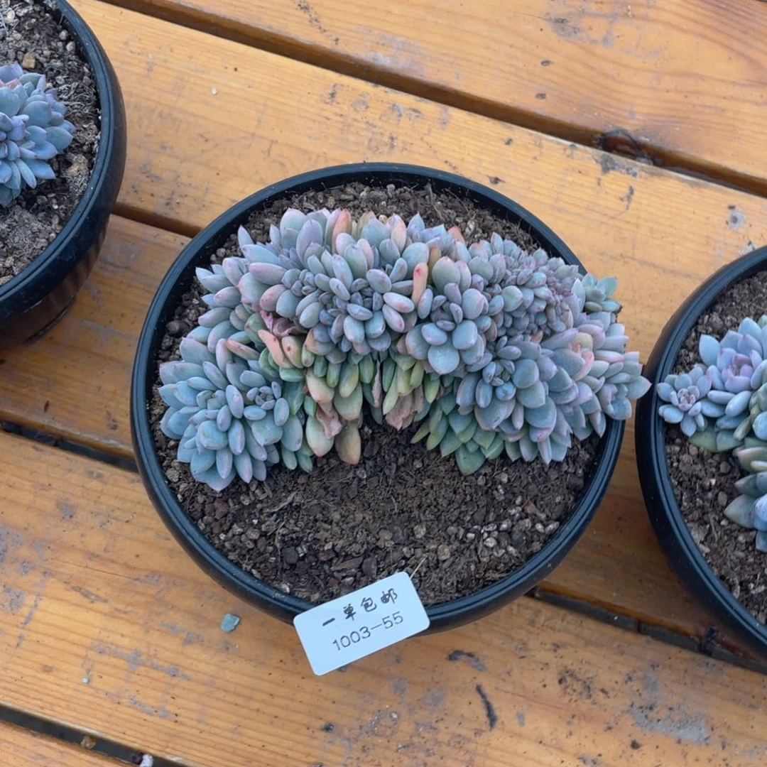 1003-55-星星橙缀化，，，，，