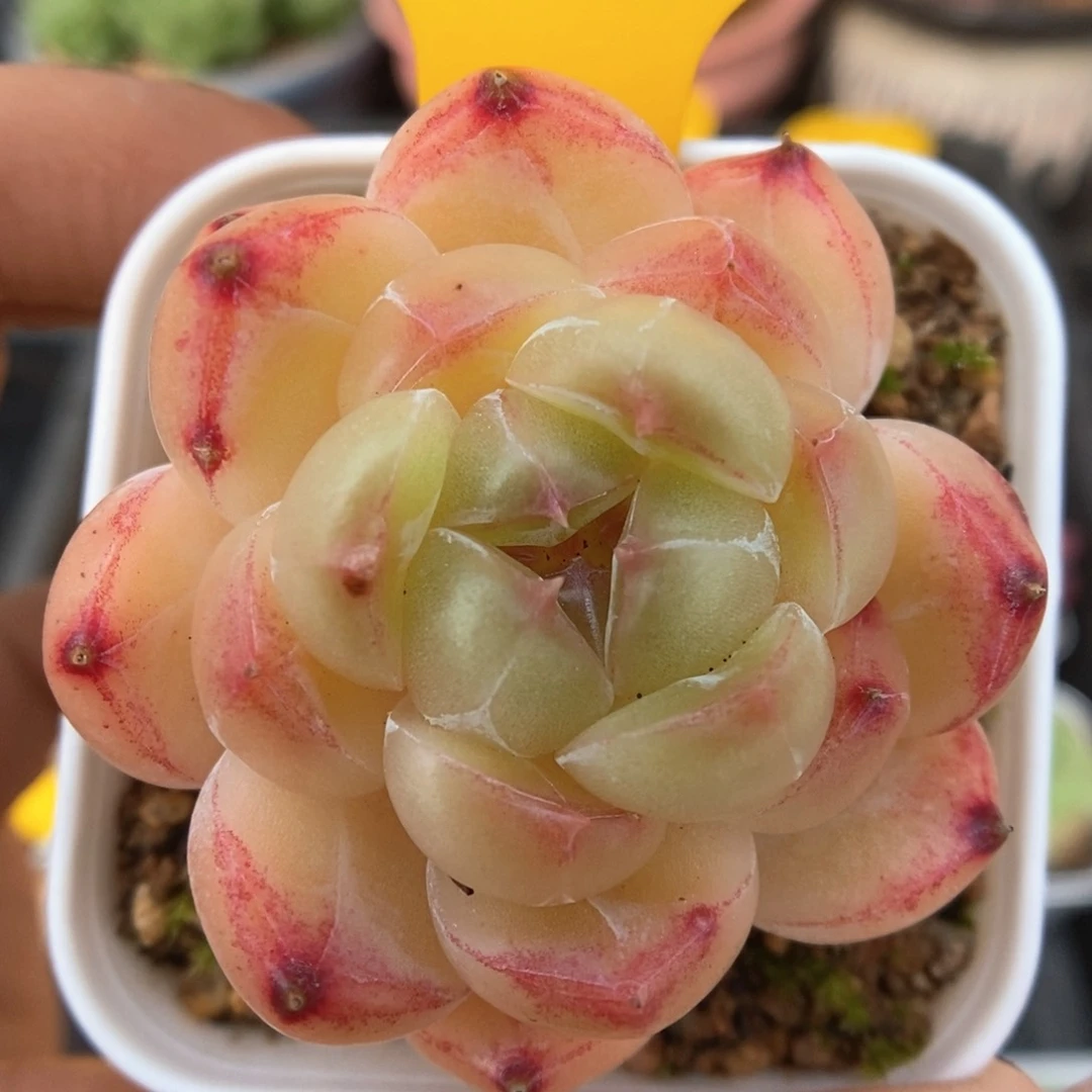 爱丽丝系列可拍1459号。