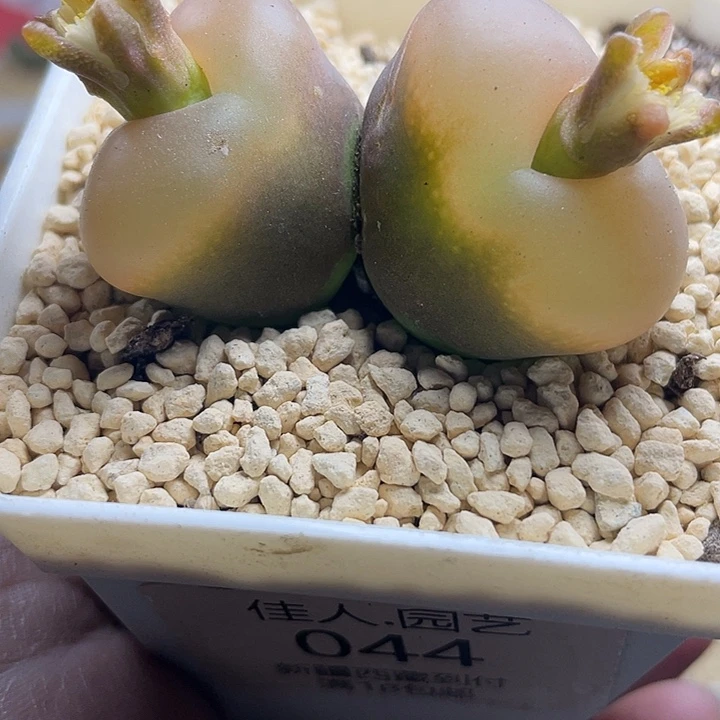 彦****佳人园艺多肉生石花345