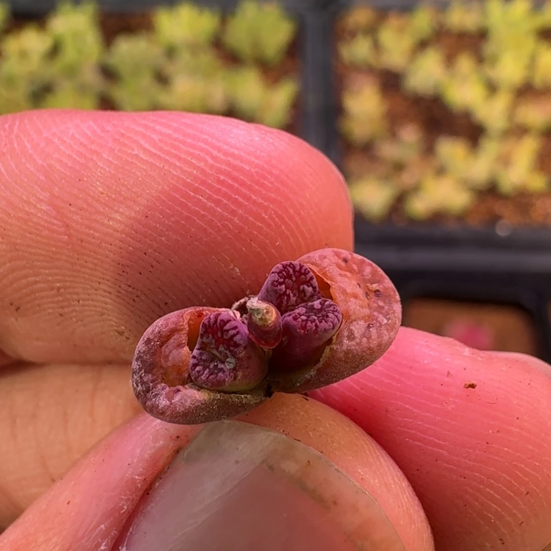 云缦精品番杏20.33