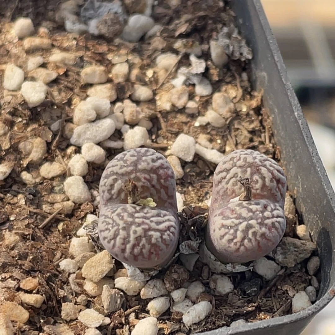 25-22鸟多肉植物肉锥