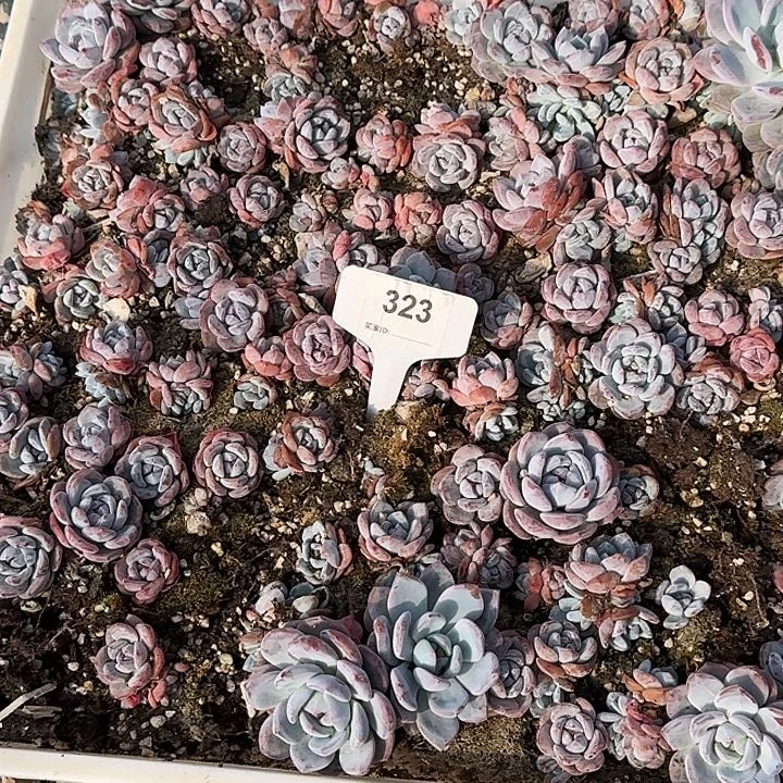 梦露白框一框323不售后