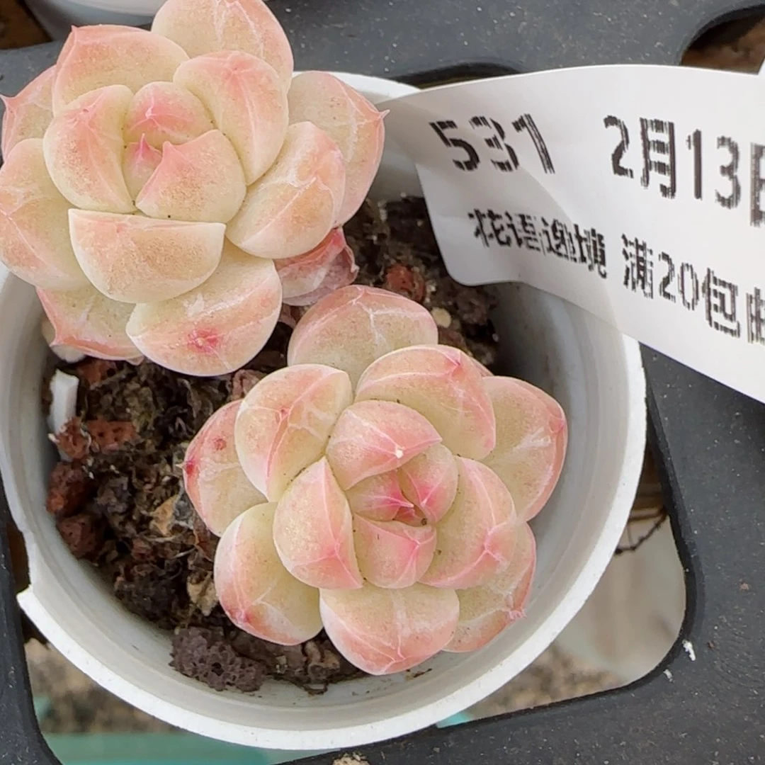 花语逸境0213-531