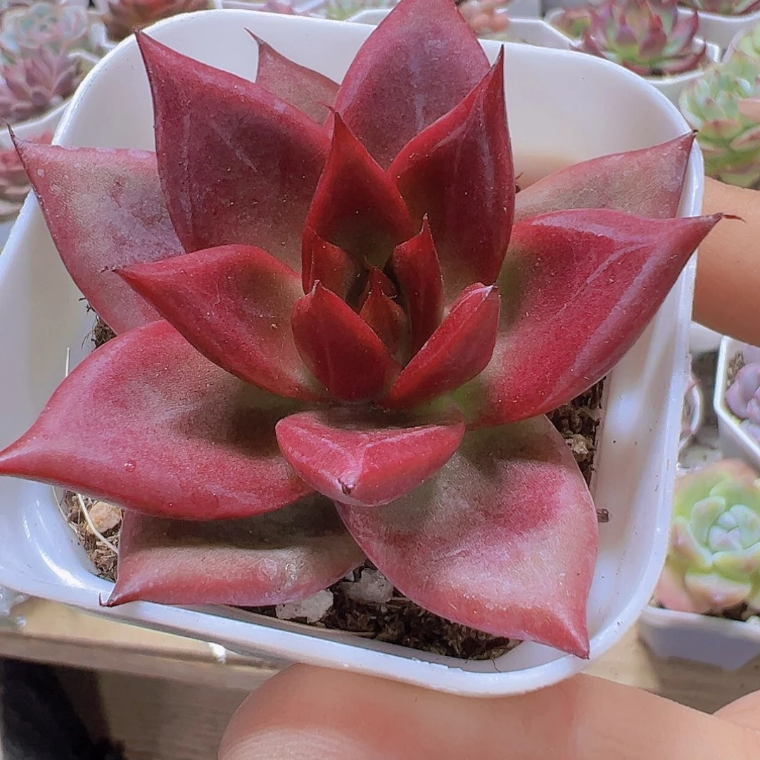 大罗卡19包邮多肉植物